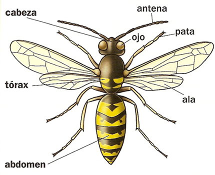 Partes de los insectos