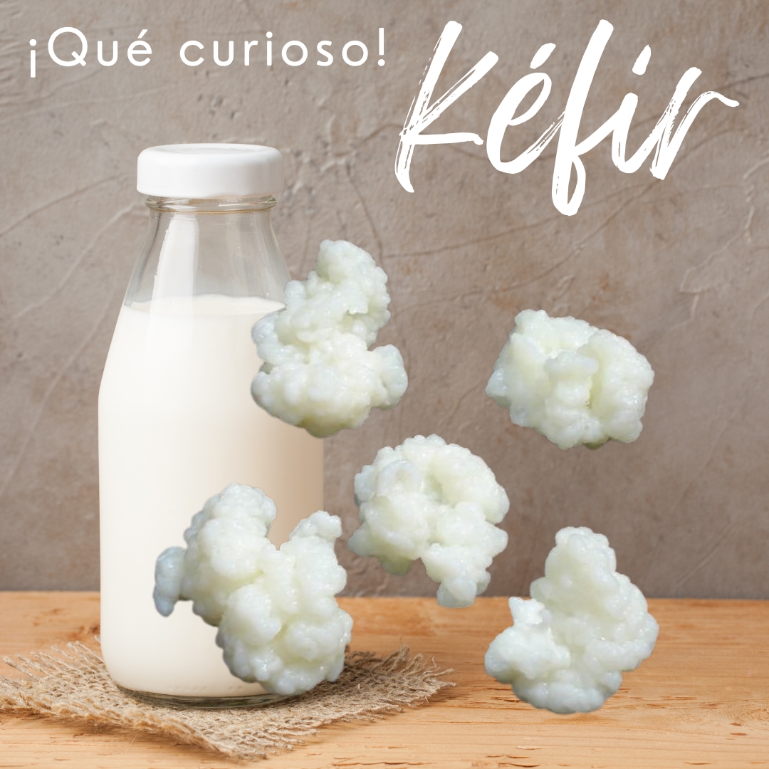 Hongo vivo llamado kéfir para fabricar yogur