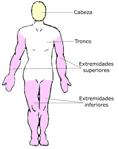 Principales partes del cuerpo