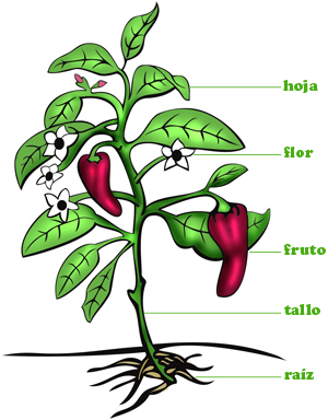 Partes de una planta: raíz, tallo, hojas, flores y frutos.