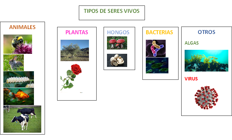 Tipos de seres vivos