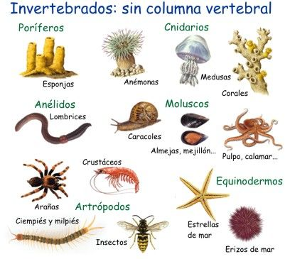 Clasificación invertebrados