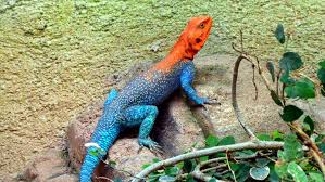 Lafarto azul y rojo sobre una piedra. Animal vertebrado reptil.