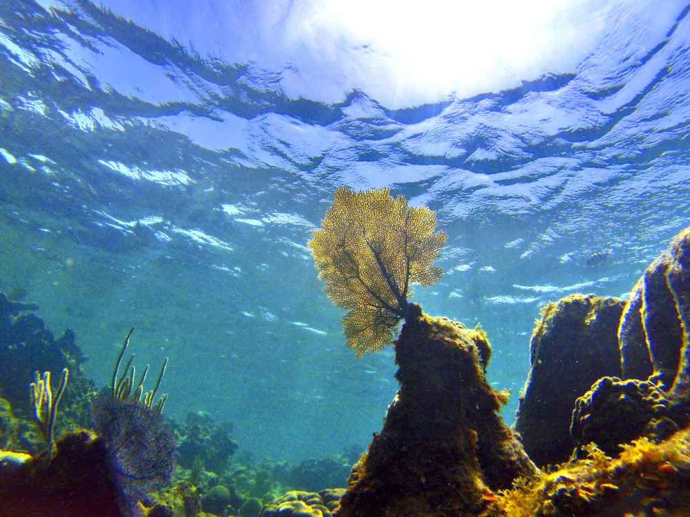 Ecosistema de un fondo marino con diferentes tipos de algas.