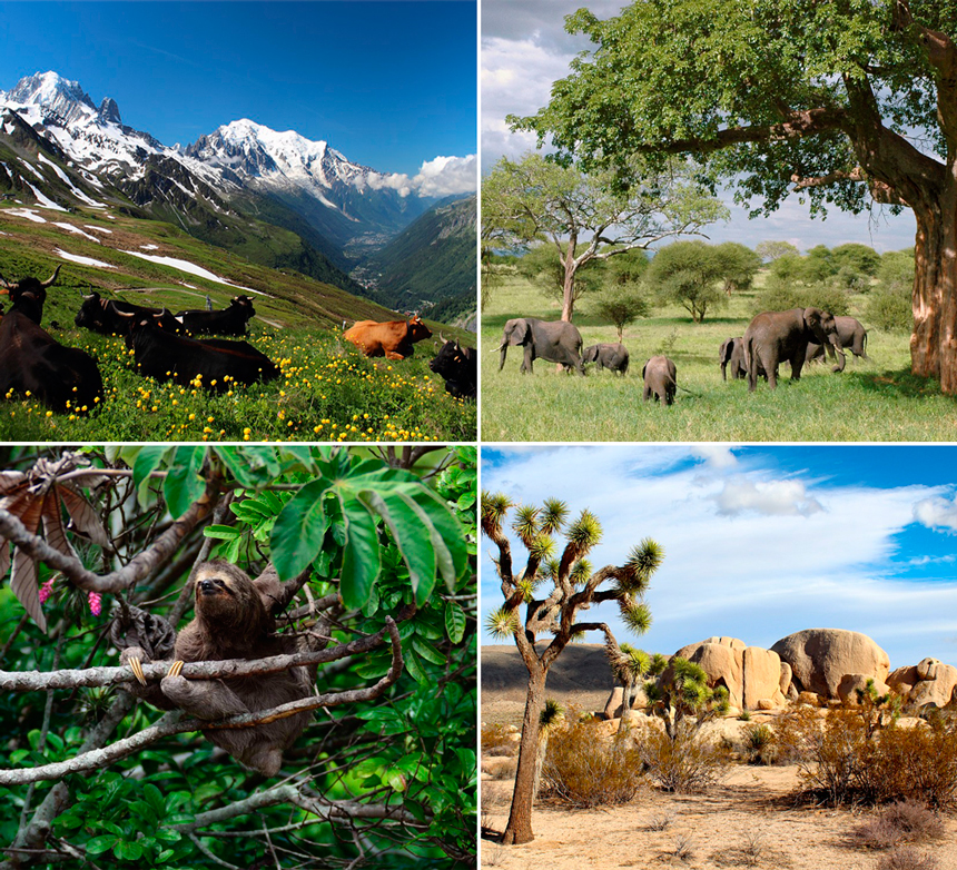 En la imagen se puede apreciar cuatro tipos de ecosistemas terrestres (montaña, sabana, selva y desierto).