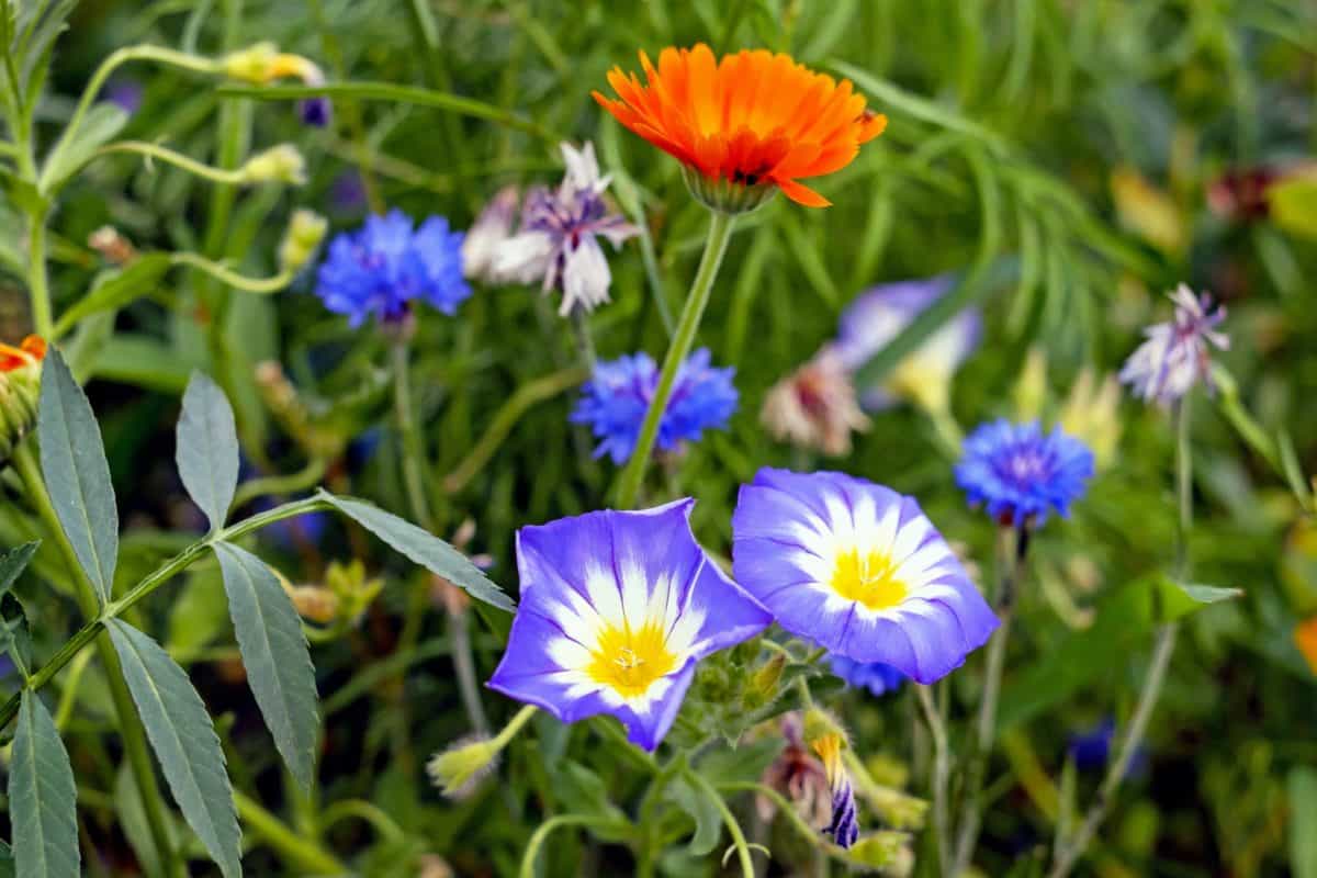 Flores silvestres de diferentes tipos y colores.