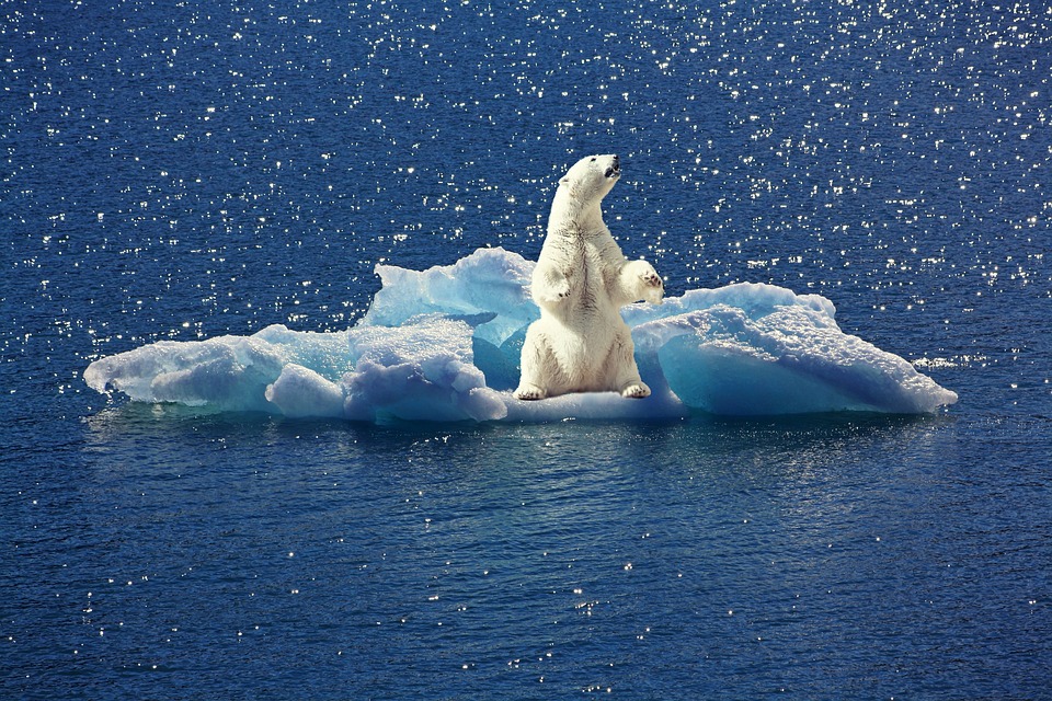 En la imagen se muestra un oso polar sobre un trozo de hielo rodeado de mucha agua.