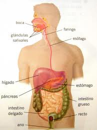 La imagen muestra el aparato digestivo