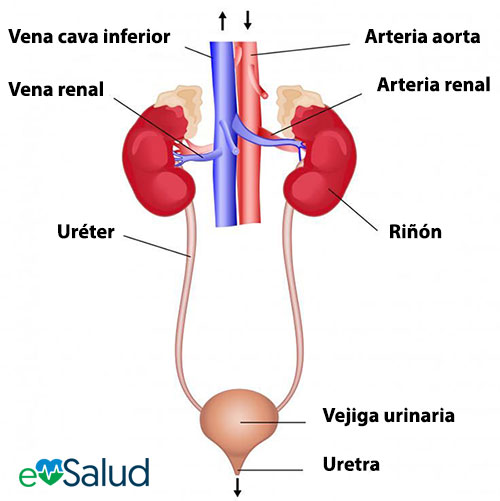 La imagen muestra las partes del sistema excretor