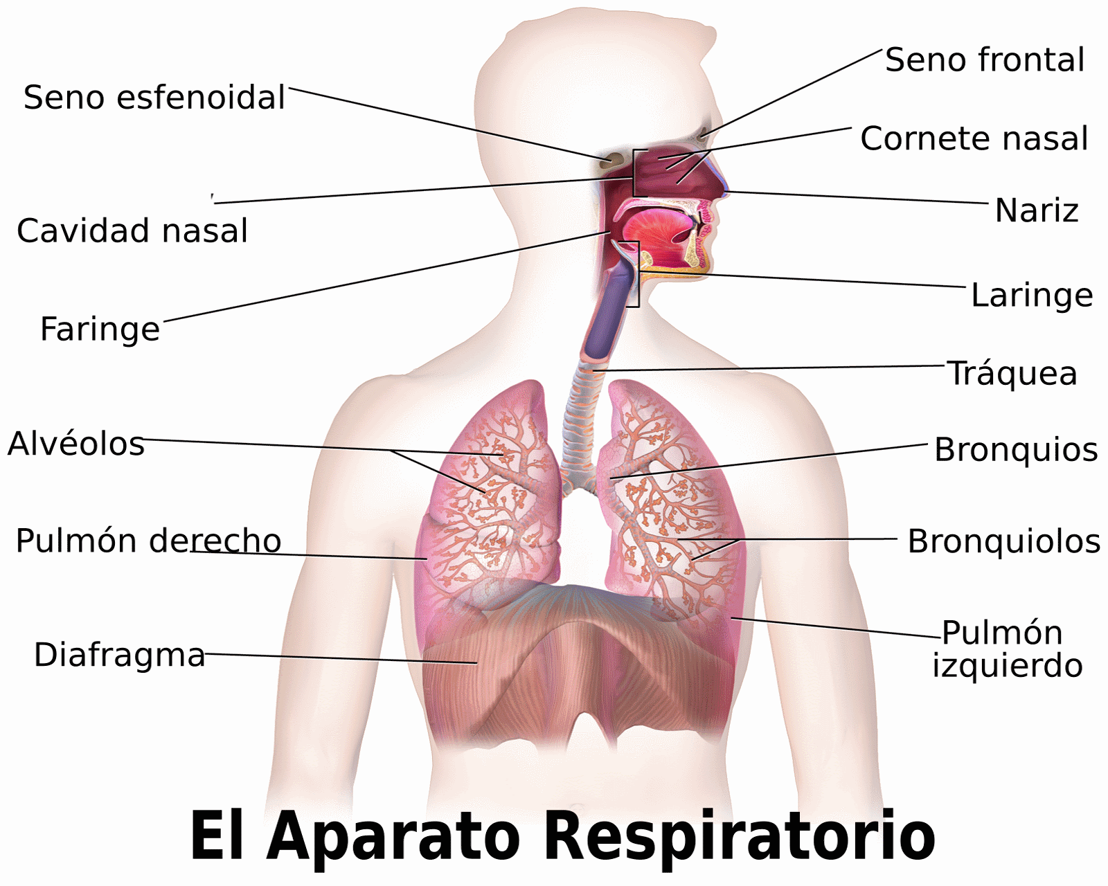 La imagen muestra los componentes del aparato respiratorio.