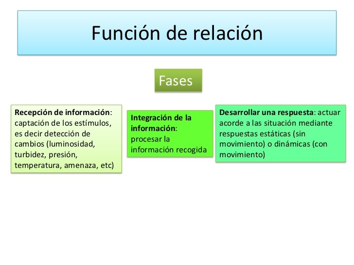 Esquema de pasos sobre la función de relación 