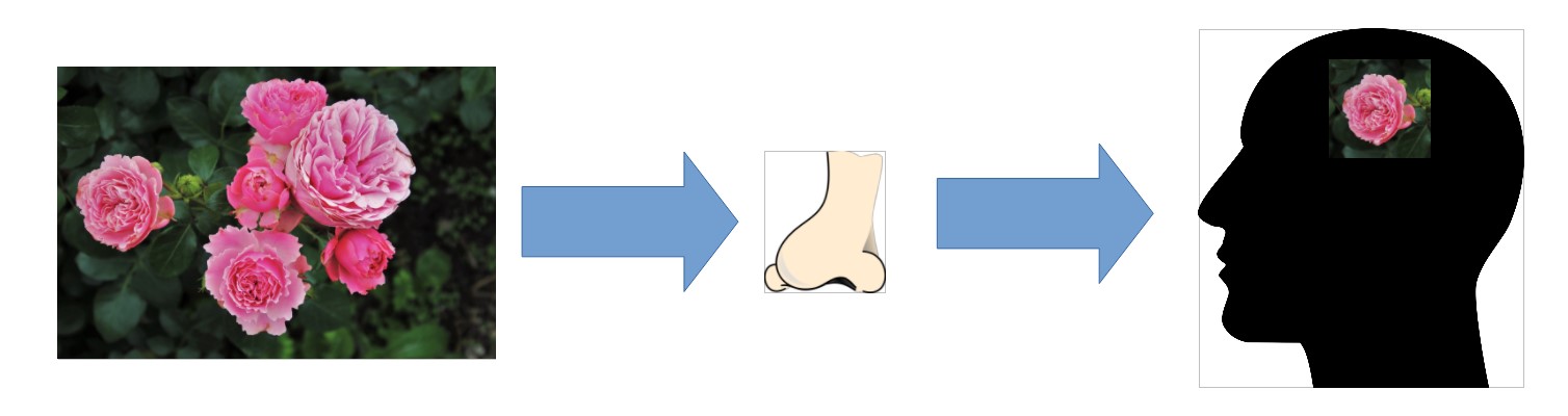 Diagrama del olfato