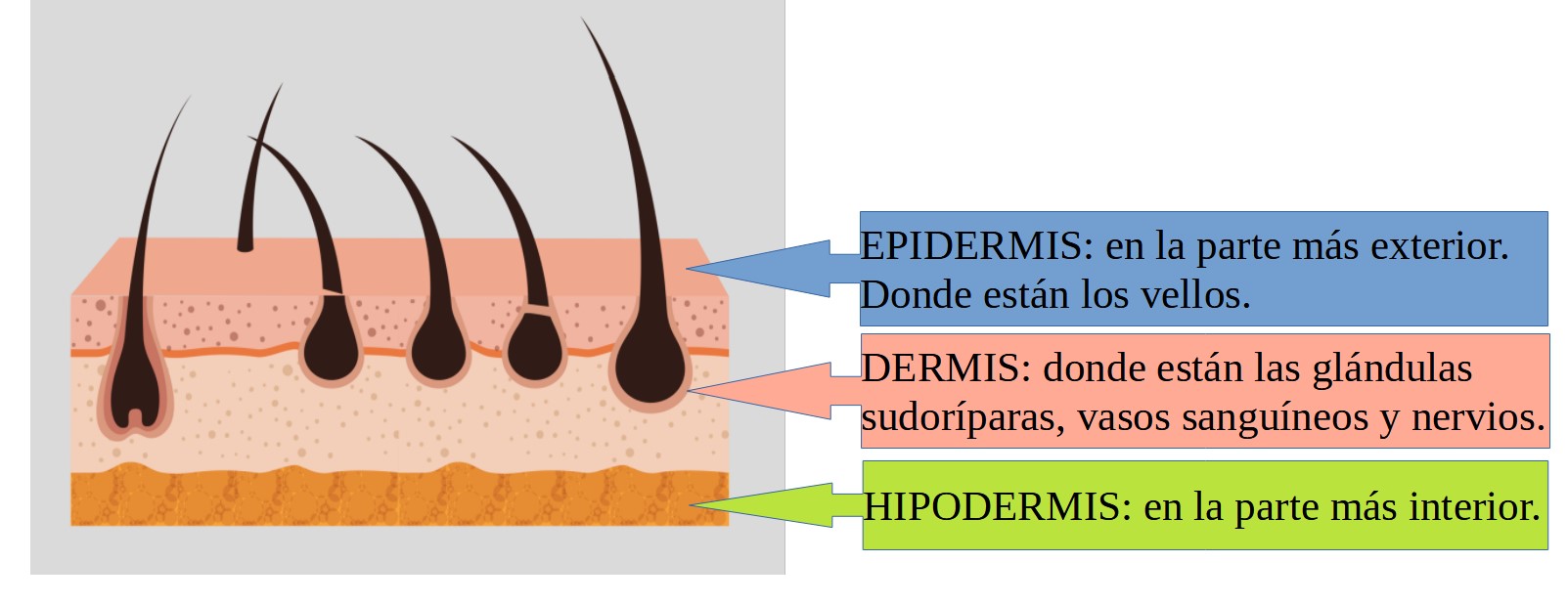 Esquema detallado de la piel