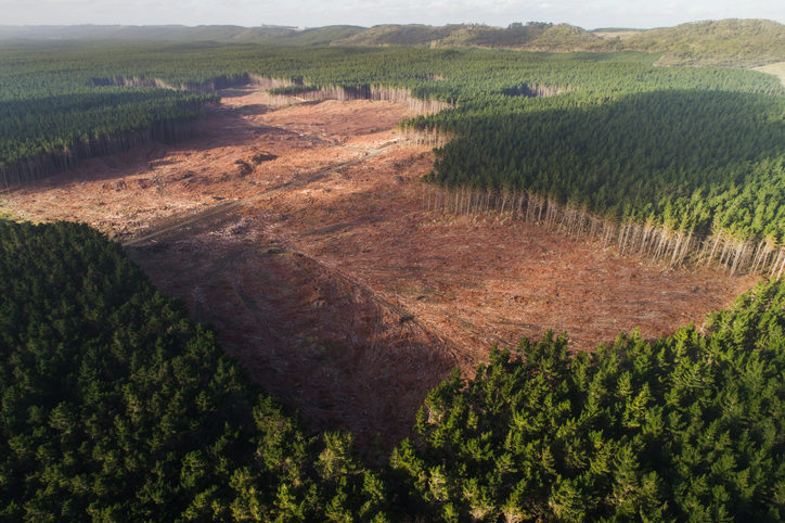 Imagen de un bosque siendo talado excesivamente