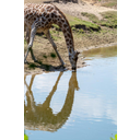 https://www.google.com/url?sa=i&url=https%3A%2F%2Fwww.dreamstime.com%2Fgiraffe-animal-drinking-water-river-safari-park-reflection-water-giraffe-animal-drinking-water-river-image121527275&psig=AOvVaw1ddqGUhkVanOIh_L6tUfGu&ust=1606335942402000&source=images&cd=vfe&ved=0CAIQjRxqFwoTCIDNz_eBnO0CFQAAAAAdAAAAABAP