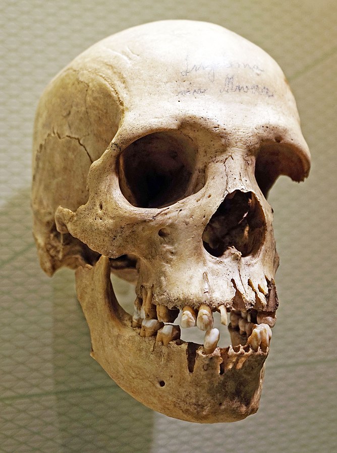 En la imagen se muestra el cráneo de la especie Homo Sapiens.